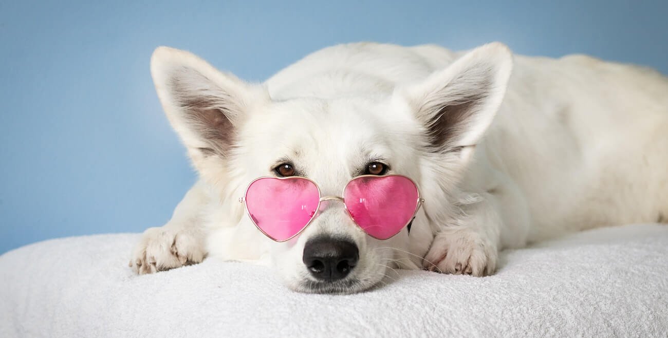 pet-dogwhite pet-dogwhite