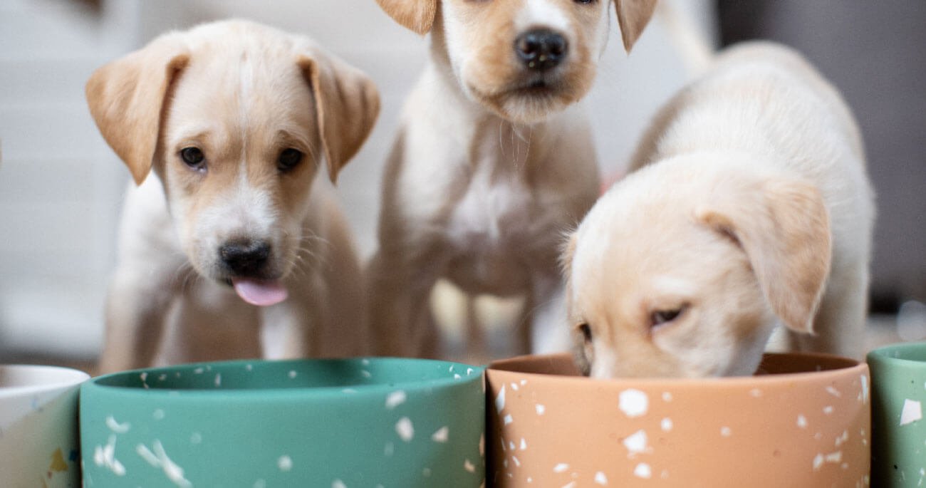 feed-dog feed-dog
